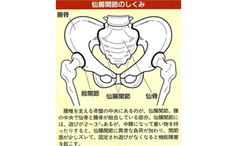関節の構造